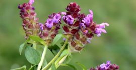 Read more about the article 夏枯草，天然的助眠瑰宝