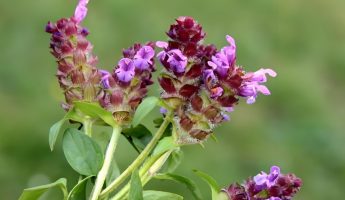 Prunella vulgaris, a natural sleep aid treasure