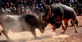 Read more about the article 侗家斗牛节的传说