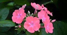 Read more about the article 凤仙花，一身入药功效多，祛风活血消肿痛