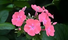 Impatiens, when used as medicine, has multiple effects, dispelling wind, promoting blood circulation, and reducing swelling and pain