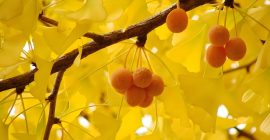 Read more about the article 神仙神话：白果仙医的传说