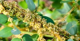 Read more about the article 菟丝子，上明目，中建脾，下固肾