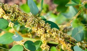 Dodder seed, improves upper vision, builds spleen in the middle, and solidifies kidneys in the lower part