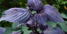 Read more about the article 中药介绍，紫苏叶