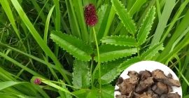 Read more about the article 中药介绍——地榆