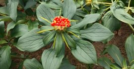 Read more about the article 每日学一味中药——重楼