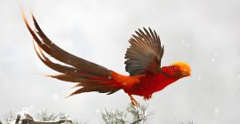 Read more about the article 民间故事：落凤山的传说