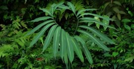 Read more about the article 化痰散结的妙药—天南星