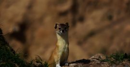 Read more about the article 民间故事：黄鼠狼报恩