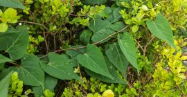 Read more about the article 何首乌，可补肝益气的防脱发神药