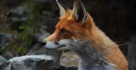 Read more about the article 民间故事：狐狸讨封