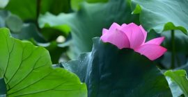 Read more about the article 荷叶，降低血脂的自然良药，健康新选择