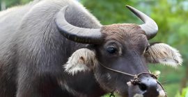 Read more about the article 道士为什么不能吃牛肉？食用牛肉会引发邪气，影响修行