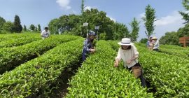 Read more about the article 二十四节气：谷雨，民间有摘谷雨茶、走谷雨、赏花等习俗