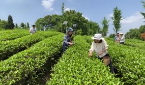 二十四节气：谷雨，民间有摘谷雨茶、走谷雨、赏花等习俗