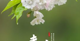 Read more about the article 春分：立蛋、吃春菜、送春牛这些习俗少不了