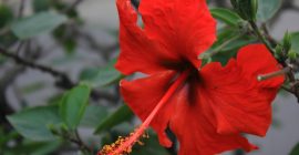 Read more about the article 扶桑可凉血，解毒，清毒疮