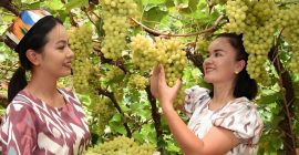 Read more about the article 新疆葡萄节，吃葡萄、喝葡萄酒、观看维吾尔族的刀郎舞