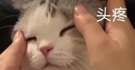 Read more about the article 驱鬼、驱邪、驱仙家